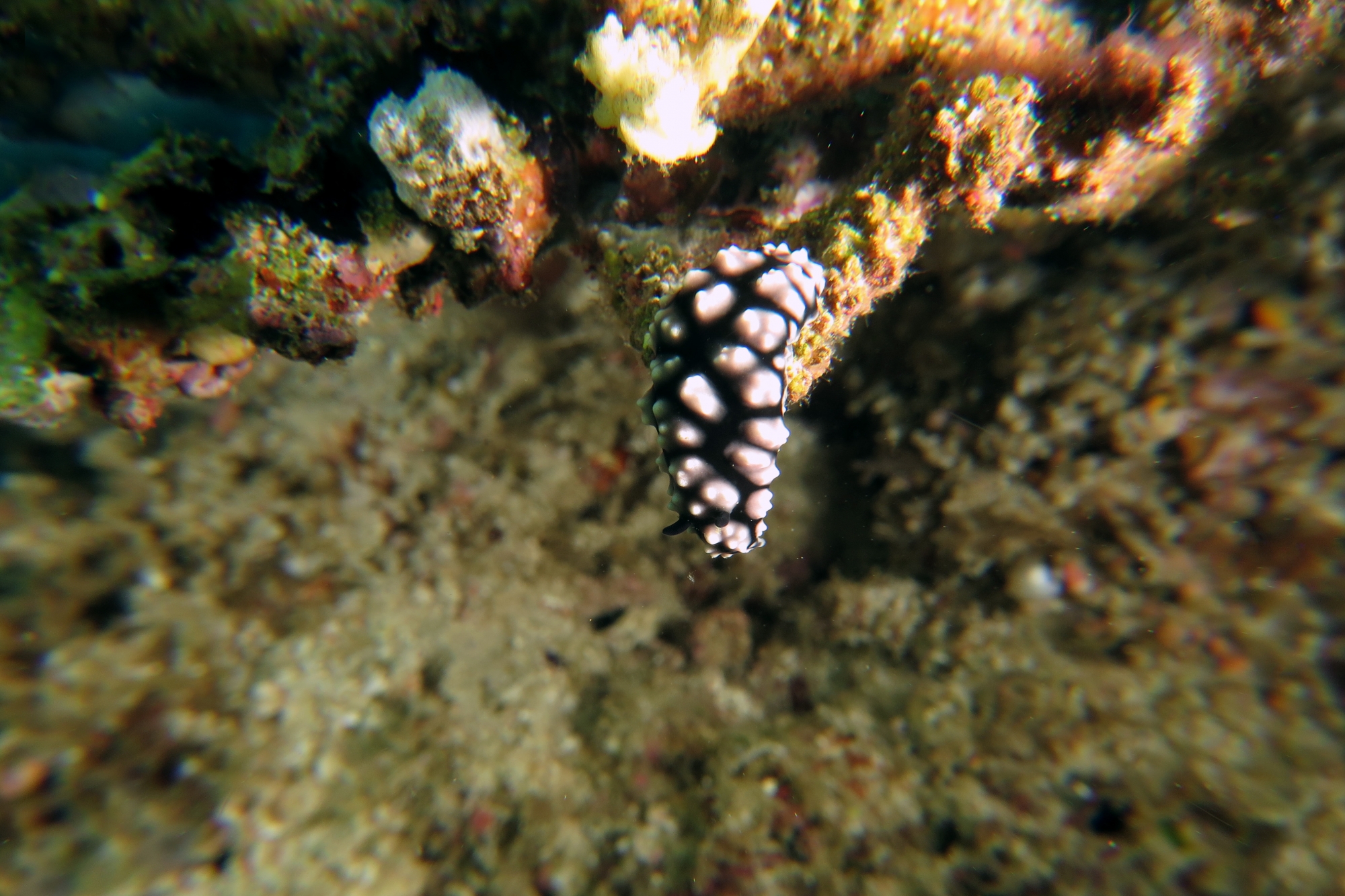 Phyllidiella pustulosa