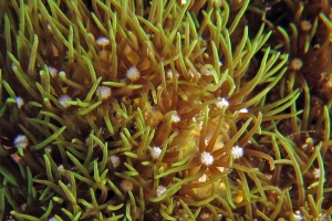 Corail du genres Tubipora ou Clavularia