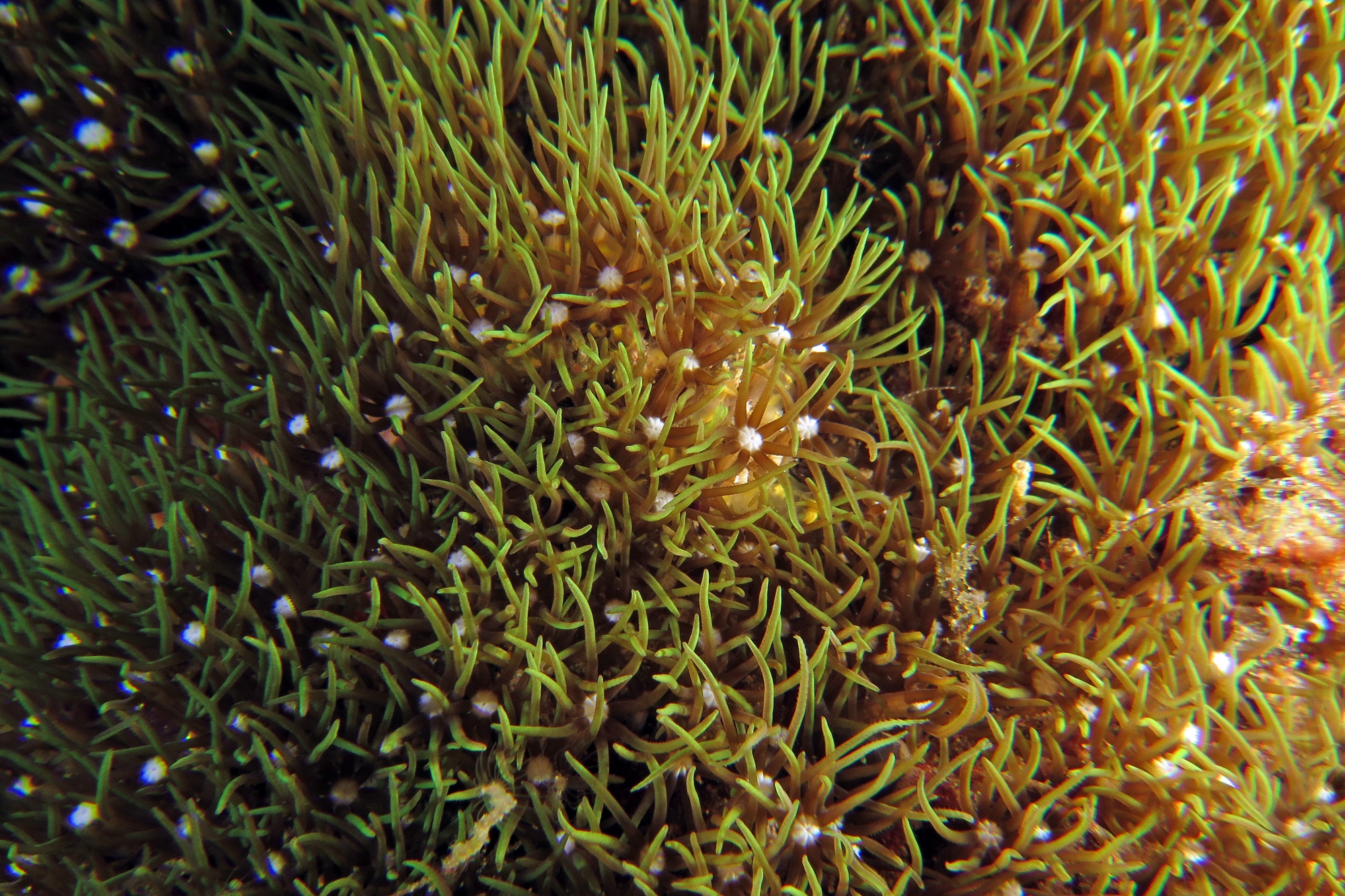 Corail du genres Tubipora ou Clavularia