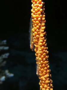 Bryaninops amplus, Alcyonaire Junceella ou Elisella
