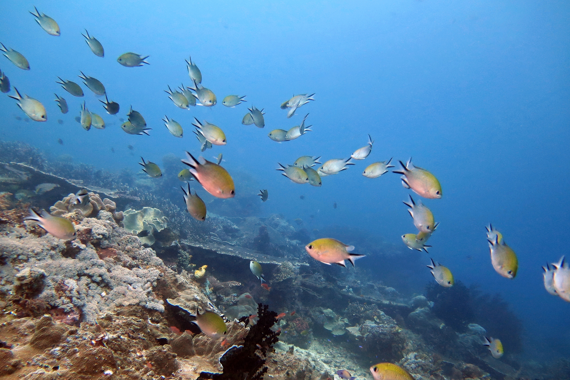 Chromis scotochiloptera