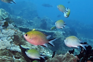 Chromis scotochiloptera