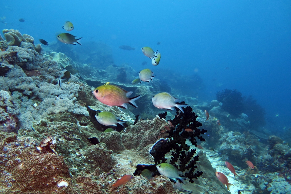 Chromis scotochiloptera