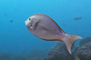 Acanthurus mata