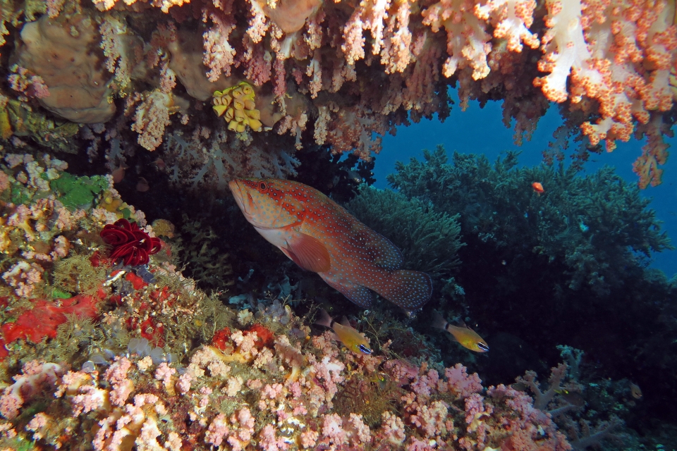 Cephalopholis miniata, Ostorhinchus aureus