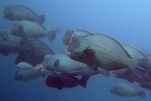 Bolbometopon muricatum, Acanthurus mata