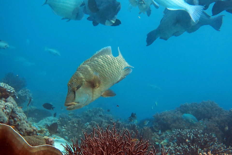 Bolbometopon muricatum, Cheilinus undulatus