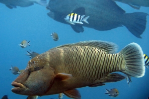 Bolbometopon muricatum, Cheilinus undulatus, Abudefduf vaigiensis, Chromis scotochiloptera