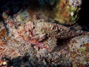 Scorpaenopsis oxycephala ou Scorpaenopsis venosa