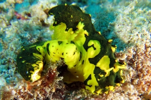 Notodoris gardineri