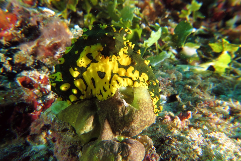 Notodoris gardineri, Pericharax heterographis