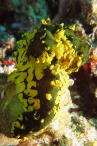 Notodoris gardineri, Pericharax heterographis