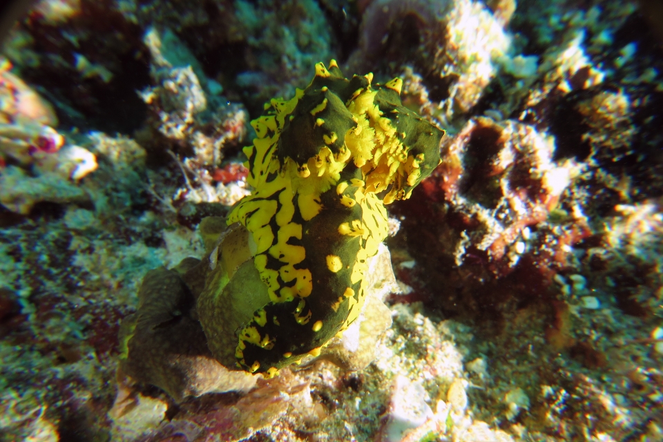 Notodoris gardineri, Pericharax heterographis