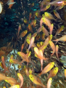 Parapriacanthus ransonneti, Verulux cypselurus