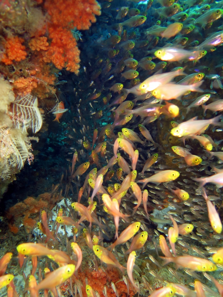 Parapriacanthus ransonneti, Verulux cypselurus