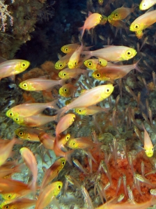 Parapriacanthus ransonneti, Verulux cypselurus