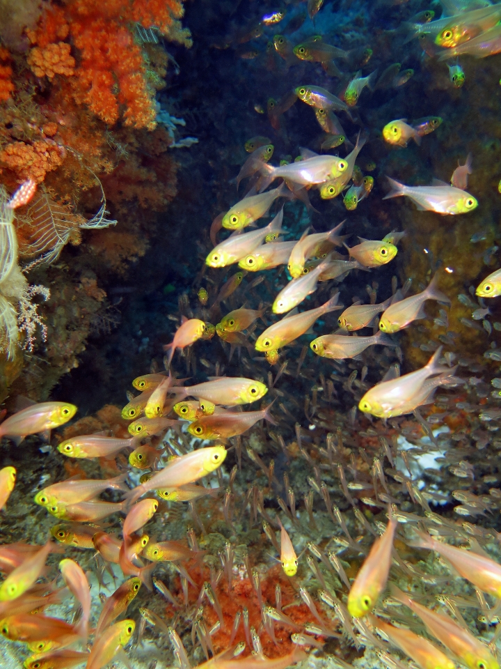 Parapriacanthus ransonneti, Verulux cypselurus