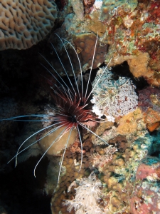 Pterois radiata