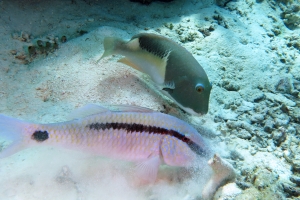 Parupeneus barberinus, Choerodon anchorago