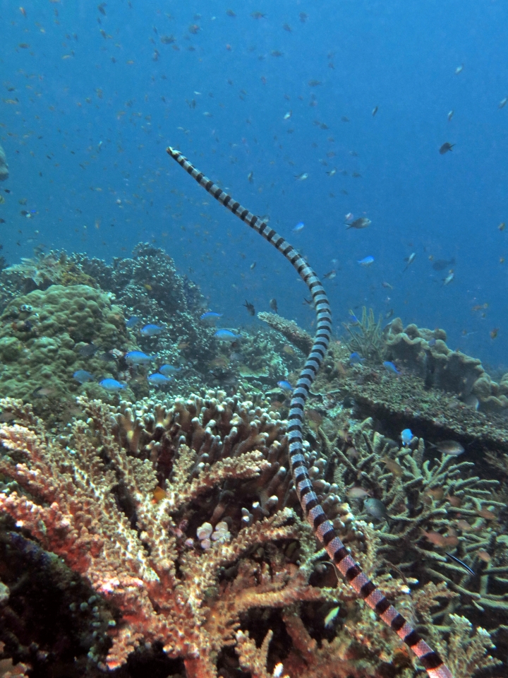 Laticauda colubrina