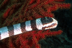 Laticauda colubrina