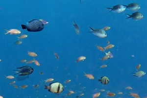 Pseudanthias huchtii, Chromis ternatensis, Dascyllus reticulatus et autres