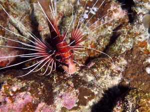 Pterois radiata