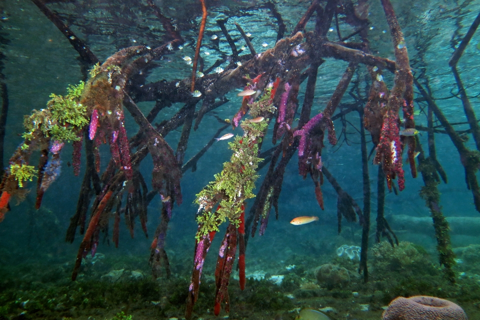 Mangrove «d'eaux bleues»