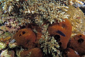 Theonella swinhoei, Corail Acropora