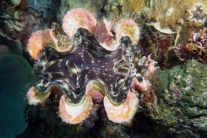 Tridacna squamosa