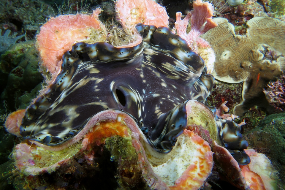 Tridacna squamosa