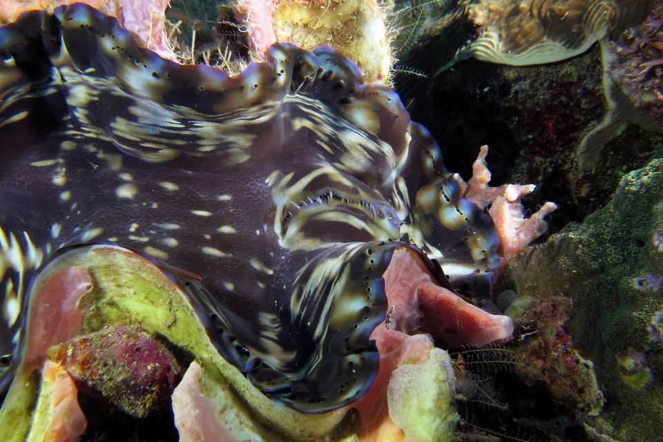 Tridacna squamosa