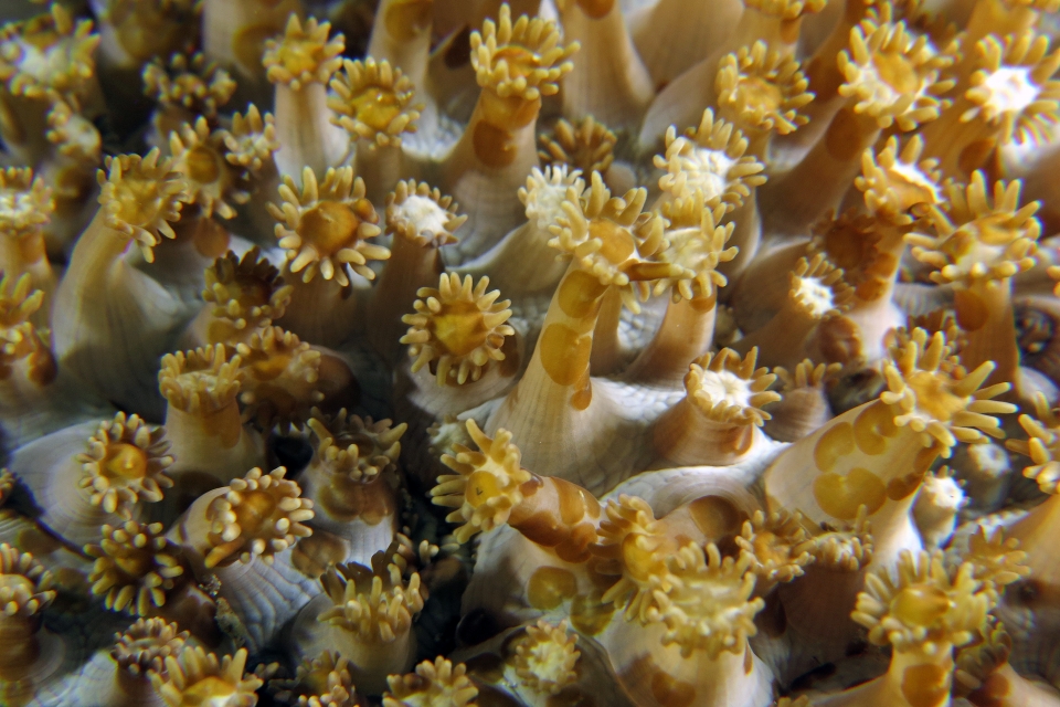 Goniopora sp., Waminoa sp.