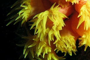 Cladopsamia gracilis ou Tubastraea coccinea