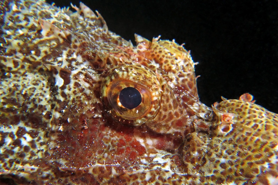 Scorpaenopsis oxycephala, Scorpaenopsis venosa