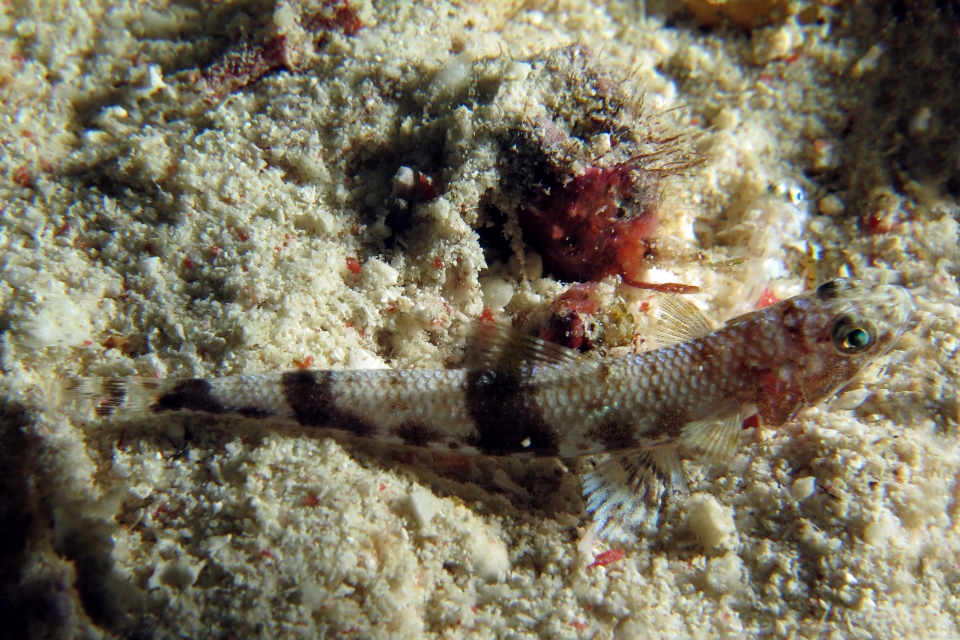 Saurida gracilis