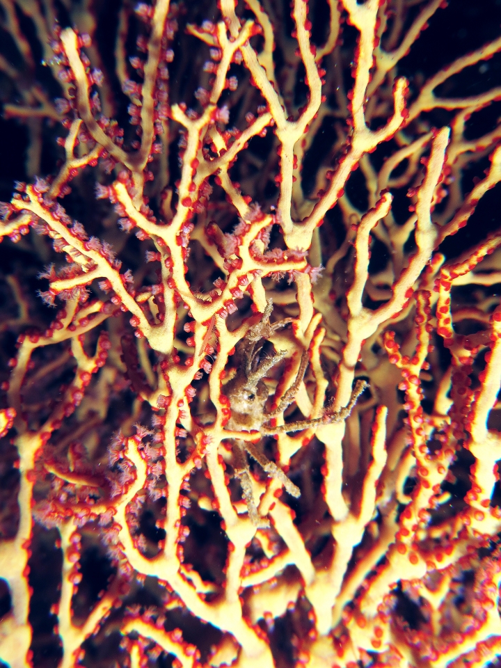 Hyastenus ou Naxioides, Melithaea sp.