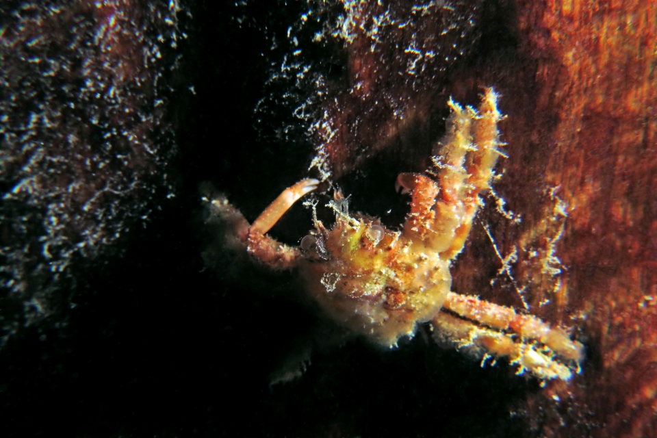 Schizophrys aspera ou Schizophrys dama