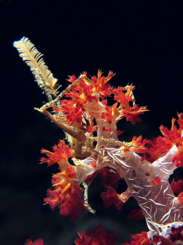 Hyastenus ou Naxioides, Dendronephthya sp.