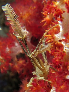 Hyastenus ou Naxioides, Dendronephthya sp.