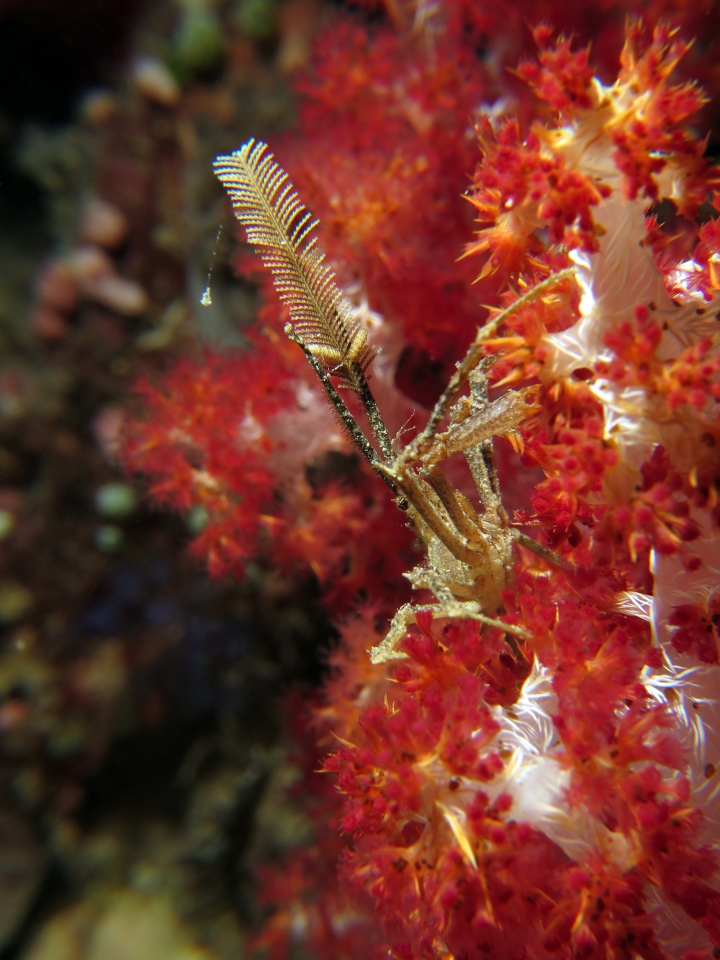 Hyastenus ou Naxioides, Dendronephthya sp.