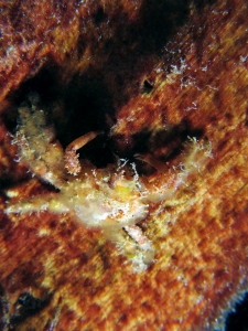 Schizophrys aspera ou Schizophrys dama