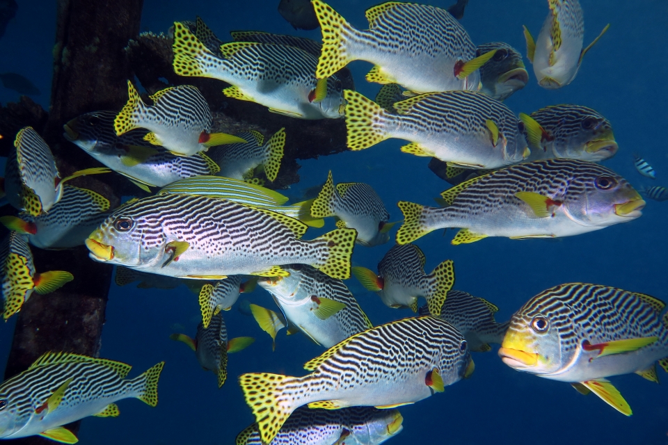 Plectorhinchus lineatus, Plectorhinchus polytaenia