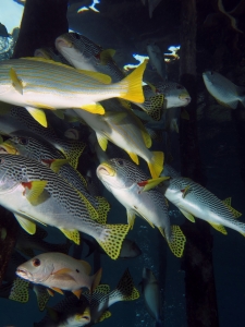 Plectorhinchus lineatus, Lutjanus monostigma, Lutjanus carponotatatus