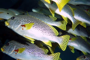 Plectorhinchus lineatus