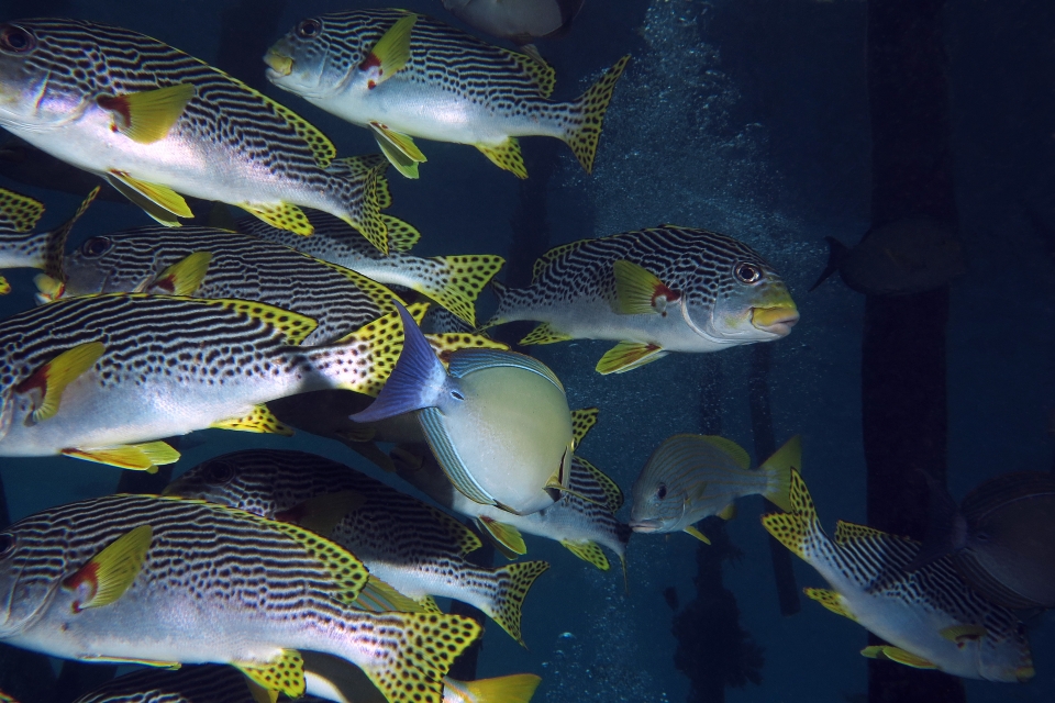 Plectorhinchus lineatus, Acanthurus xanthopterus, Lutjanus carponotatus