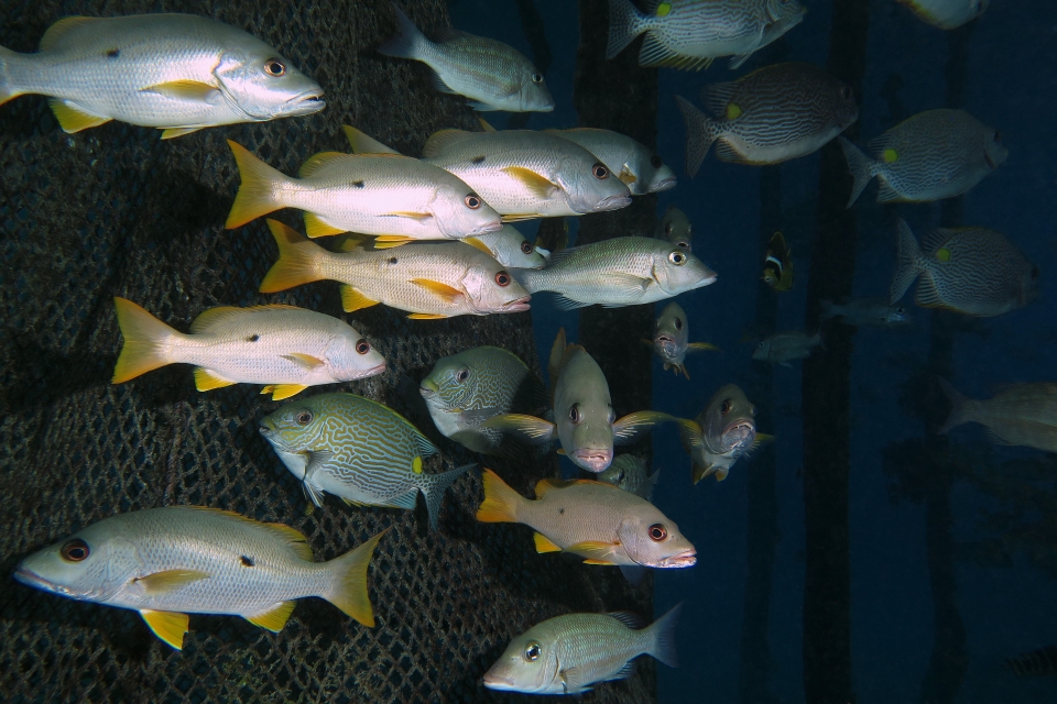 Lutjanus monostigma, Siganus lineatus, Lethrinus obsoletus