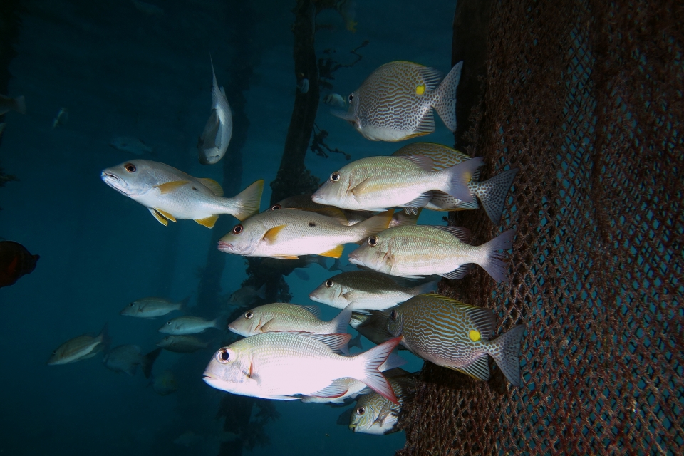 Lutjanus monostigma, Siganus lineatus, Lethrinus obsoletus, Monotaxis grandoculis