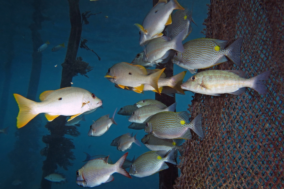 Lutjanus monostigma, Siganus lineatus, Lethrinus obsoletus, Monotaxis grandoculis