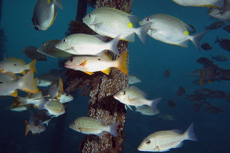 Lethrinus obsoletus, Siganus lineatus, Lutjanus monostigma